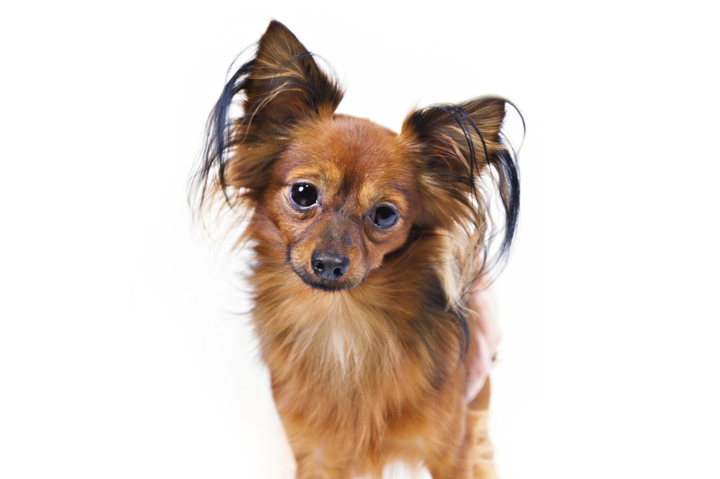 Mudi Try a toy American Kennel Club adds 2 dog breeds AP News